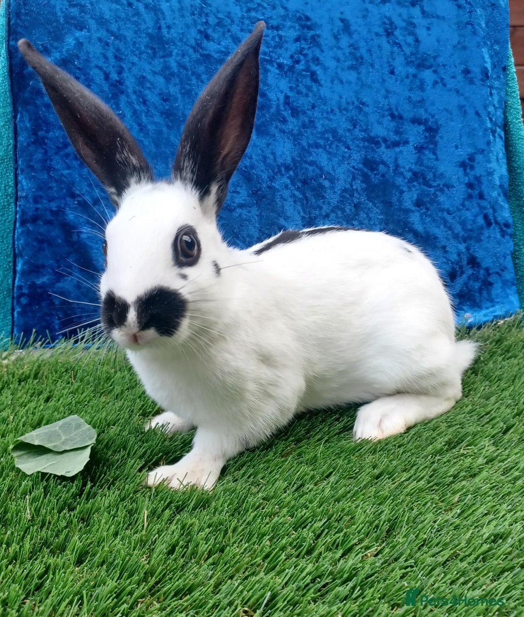 English rabbits for sale: Vaccinated purebred baby English rabbits - Image 9