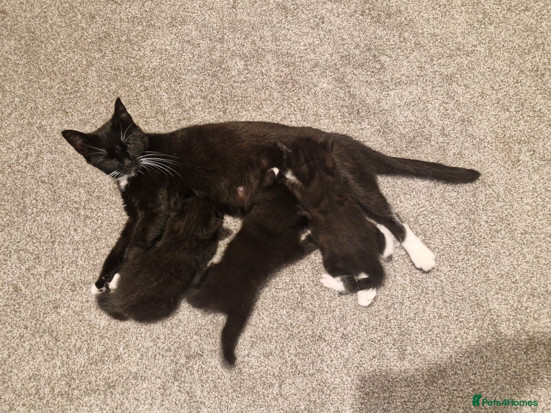 Domestic Shorthair cats for sale: Domestic shorthair/medium hair kittens - Image 13
