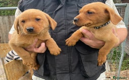 Labrador Retriever dogs for sale: Fox Red/ black Labrador puppies  - Image 8
