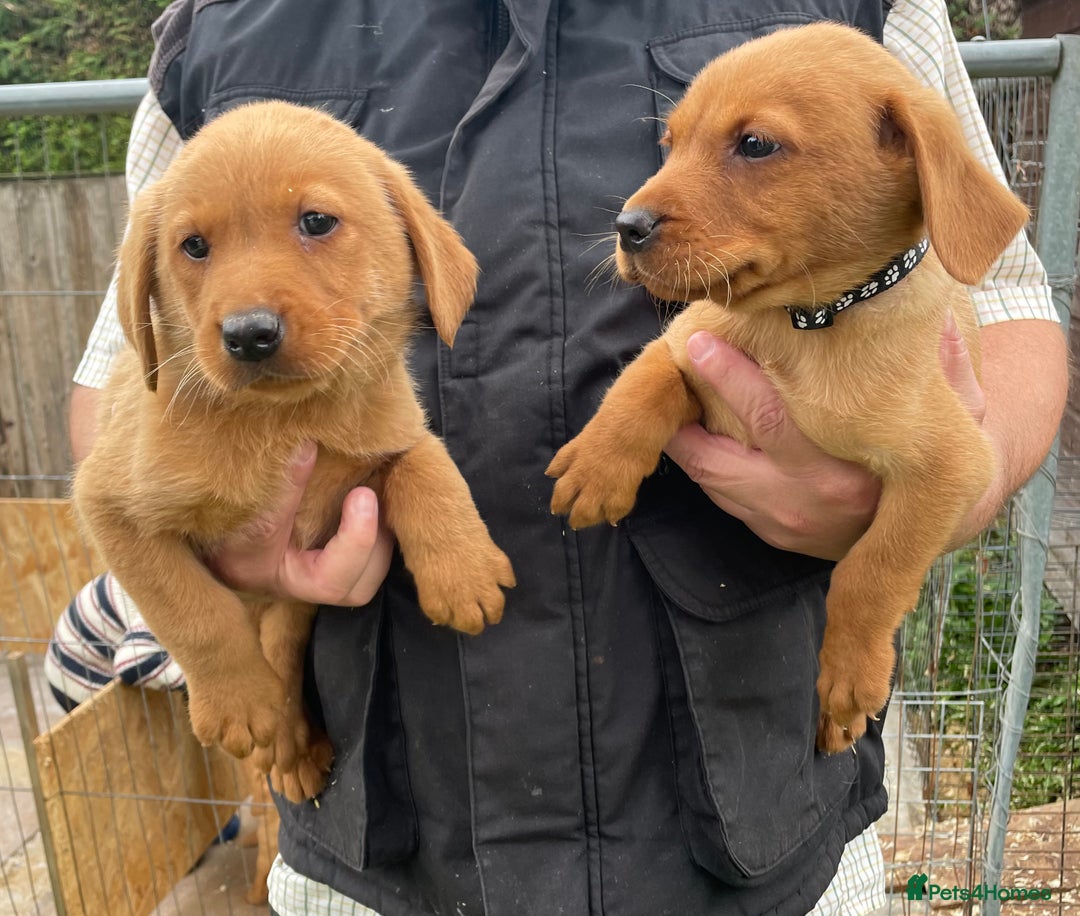 Labrador Retriever dogs for sale: Fox Red/ black Labrador puppies  - Image 8