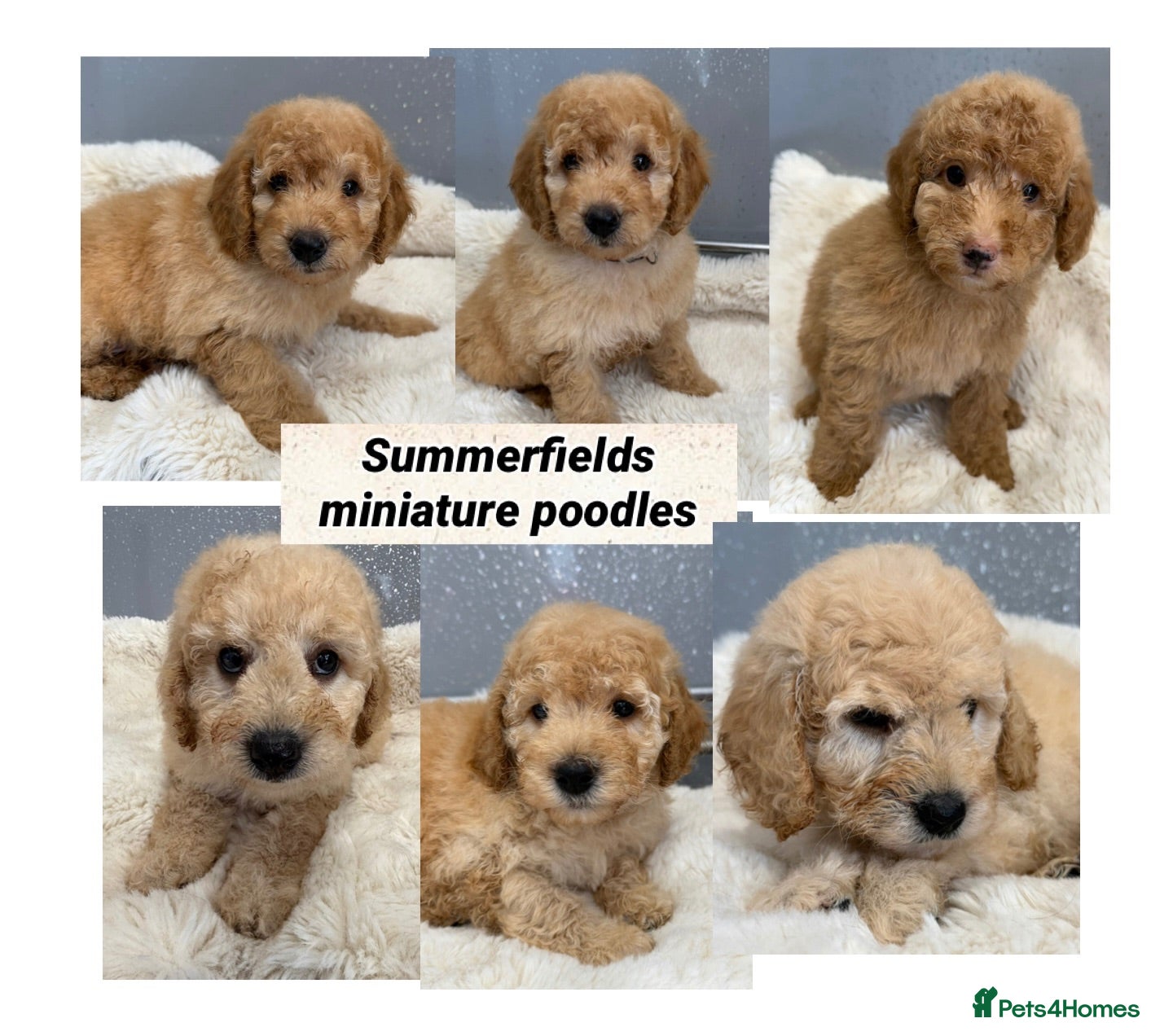 Miniature Poodle dogs for sale: KC Miniature Poodles DNA tested,  0% co eff  - Advert 1