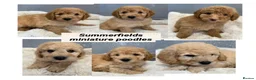 Miniature Poodle dogs for sale: KC Miniature Poodles DNA tested,  0% co eff  - Advert 1
