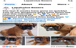 Boxer dogs for sale: Bobtail Boxer Male - Image 7