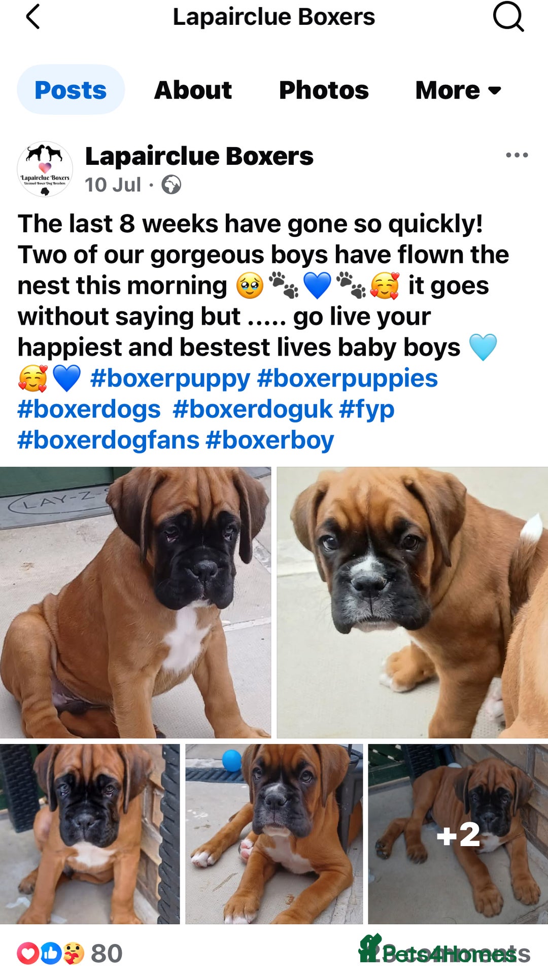 Boxer dogs for sale: Bobtail Boxer Male - Image 7