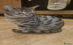 Bengal cats for sale: 5 month old bengal  - Image 1