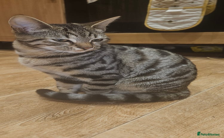Bengal cats - Advert 1