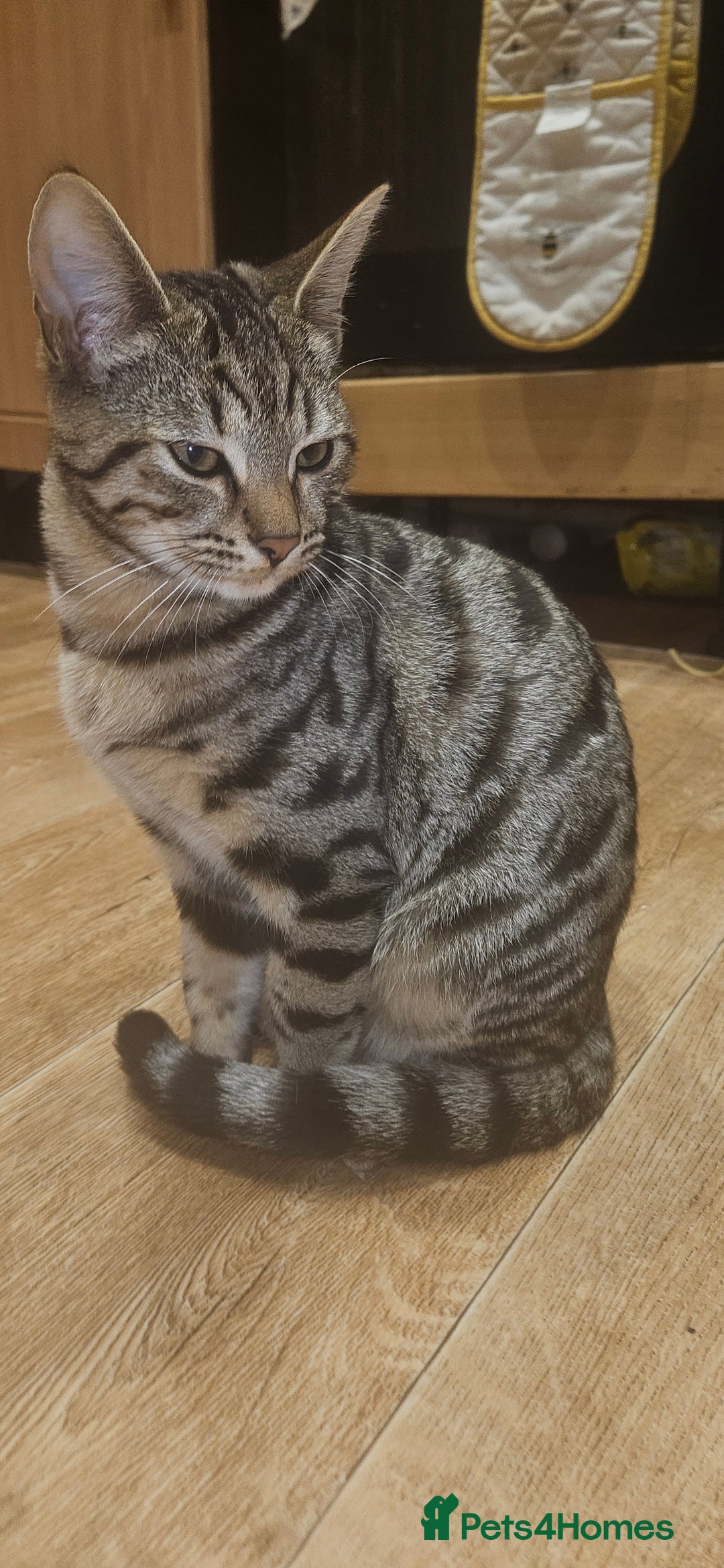 Bengal cats for sale: 5 month old bengal  - Image 1