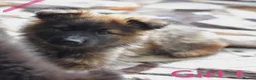 German Shepherd dogs for sale: German shepherd puppies  - Advert 2