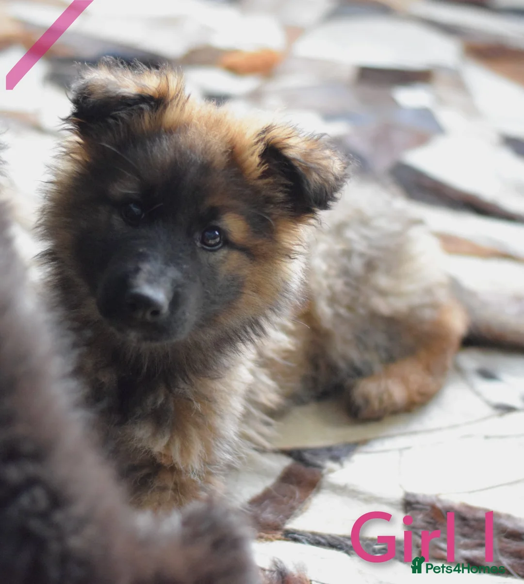 German Shepherd dogs for sale: German shepherd puppies  - Advert 2