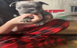 French Bulldog dogs for sale:  frenchies puppies  - Image 21