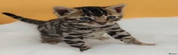 Bengal cats for sale: Beautiful Bengal kittens  - Advert 13