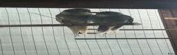 Mixed Breed birds for sale: Aviary Birds - Advert 9