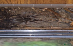 Tarantulas invertebrates for sale: 4 x Goliath Birdeaters For Sale  - Image 4