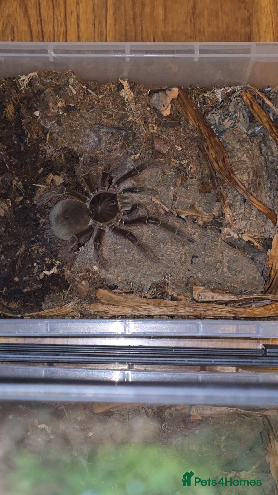 Tarantulas invertebrates for sale: 4 x Goliath Birdeaters For Sale  - Image 4