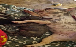French Bulldog dogs for sale: French Bulldog. Last little girl available  - Image 7