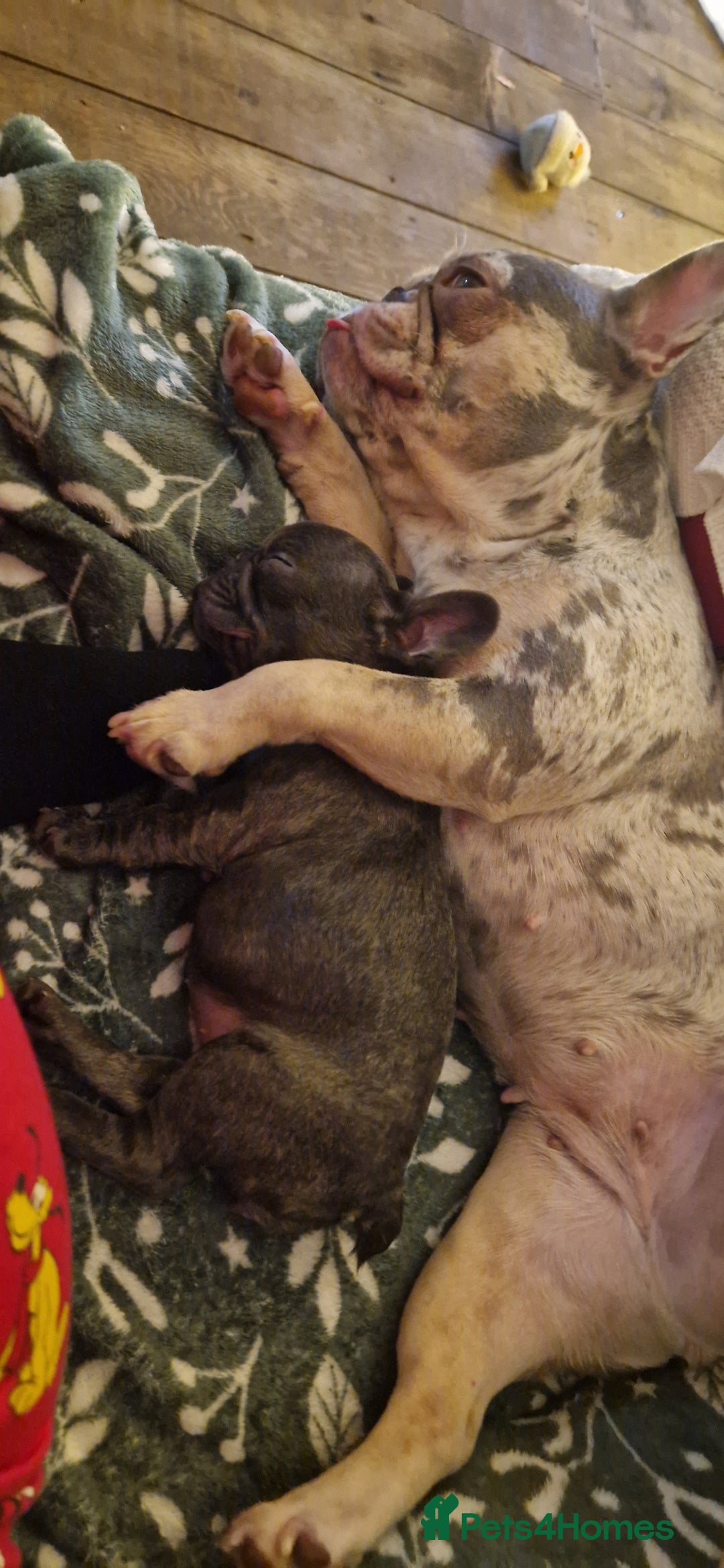 French Bulldog dogs for sale: French Bulldog. Last little girl available  - Image 7