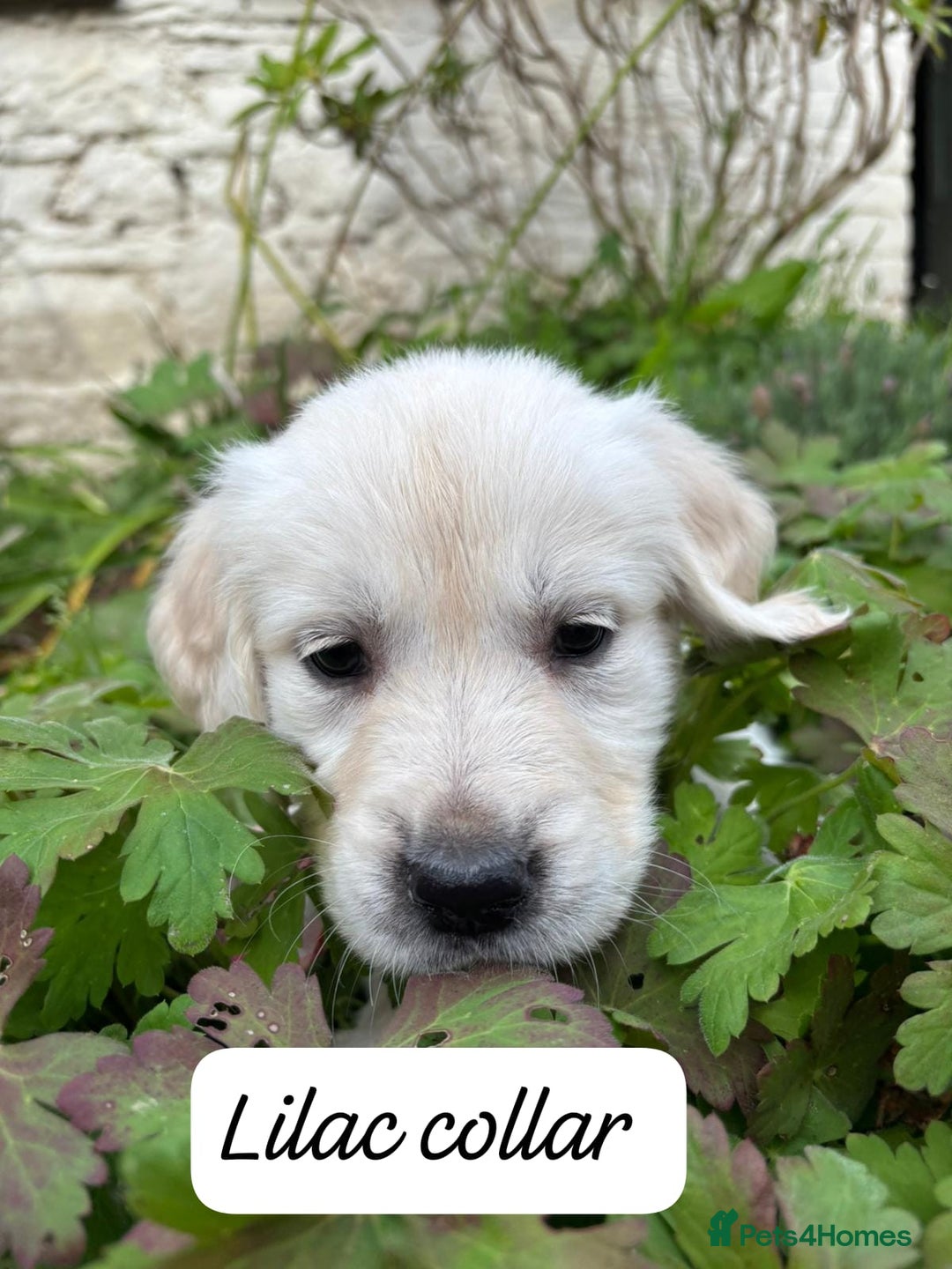Golden Retriever dogs for sale: ❤️ Superb Litter of Golden Retriever Puppies ❤️ - Image 15