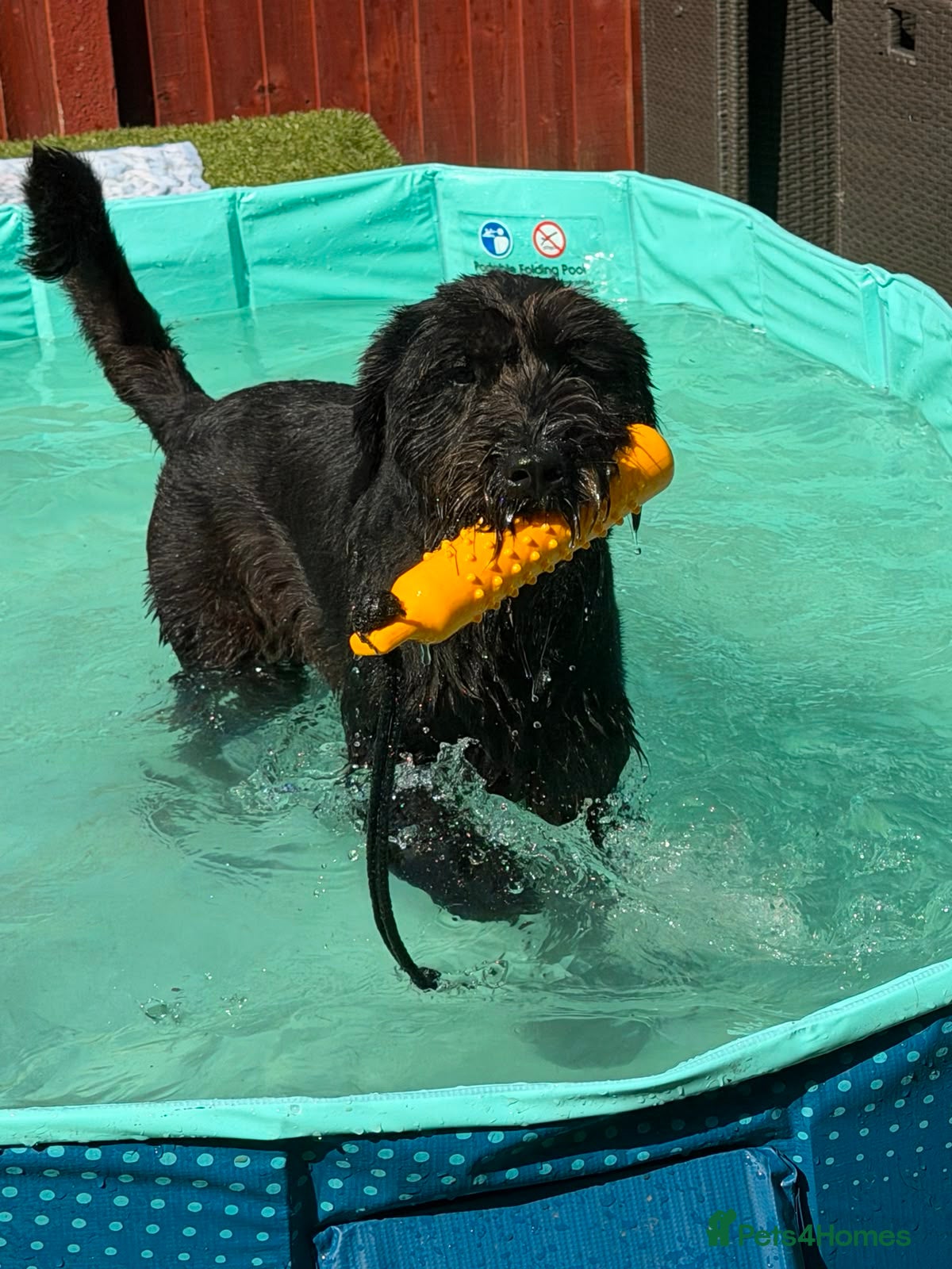 Giant Schnauzer dogs Giant Schnauzer Female 12 Months Old NOT KC - Advert 2
