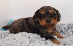 Cavapoo dogs for sale: Extensively Health tested Rare F1 Cavapoos - Image 12