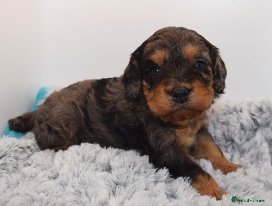 Cavapoo dogs for sale: Extensively Health tested Rare F1 Cavapoos - Image 12