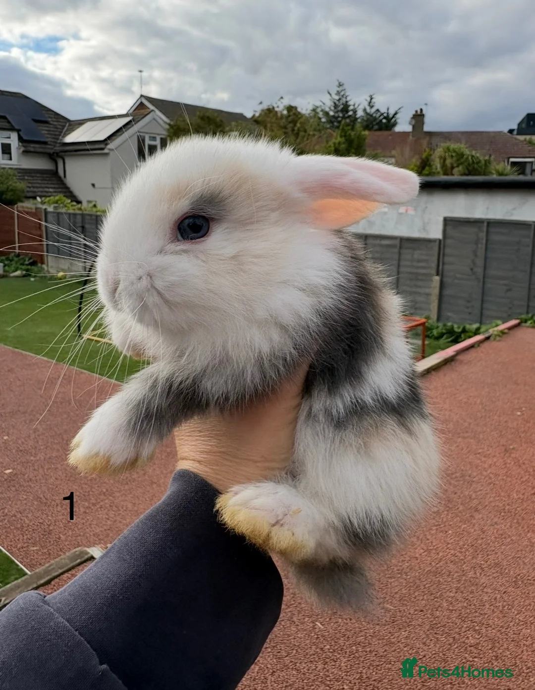 Mini Lop rabbits for sale: 12 Mini lop rabbits - Advert 2