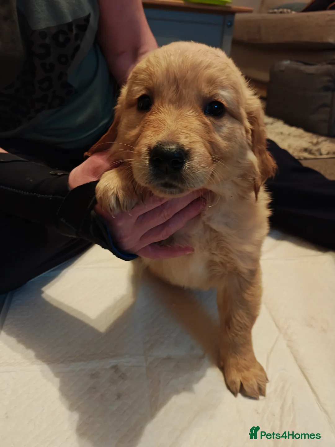 Golden Retriever dogs for sale: Only 5 gorgeous golden retriever puppies left - Advert 15
