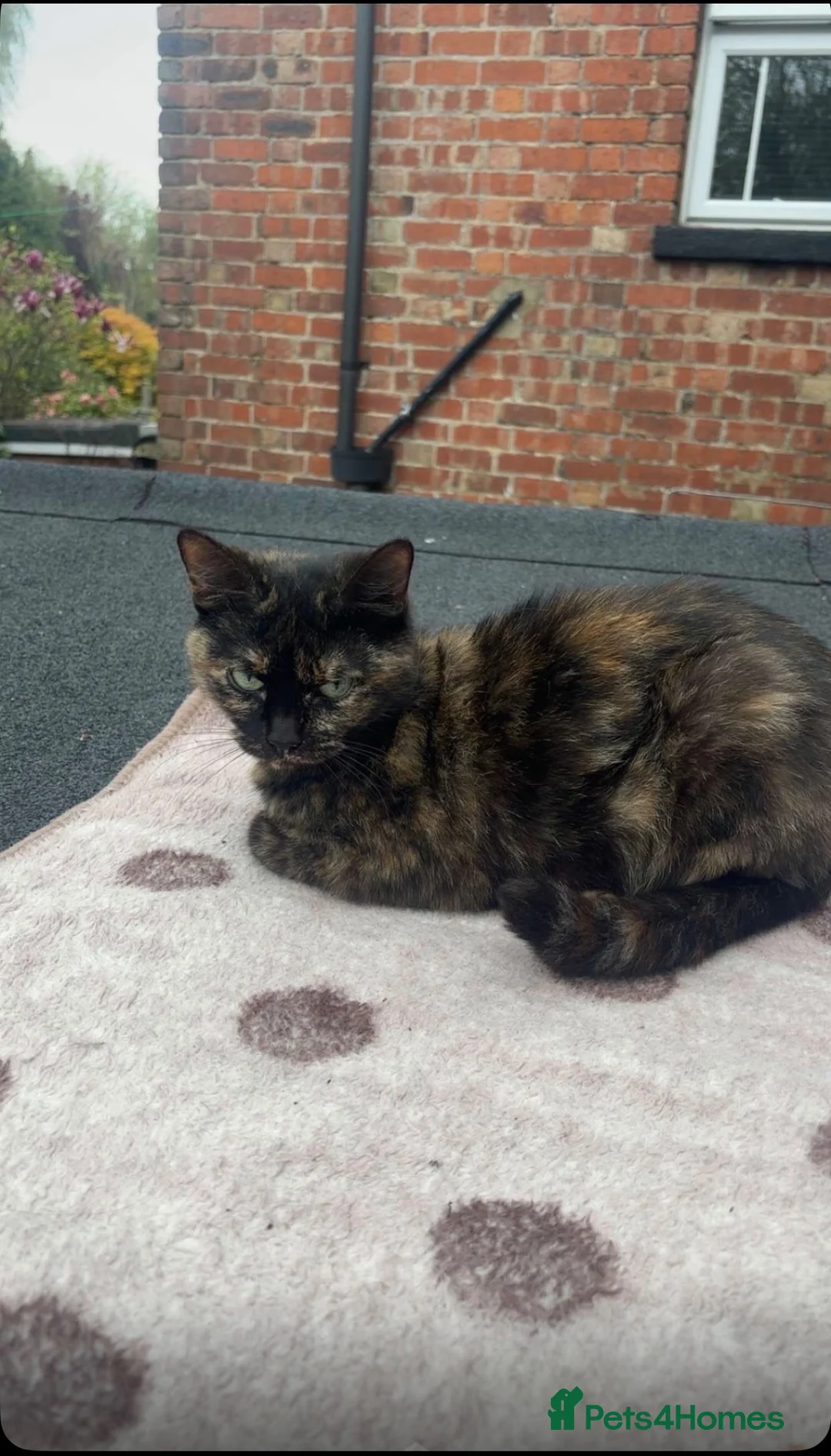 Persian cats for sale: Beautiful Persian x Maine coon Kittens - Advert 2