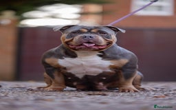 American Bully dogs for sale: 3 year old pocket bully for sale - Image 3