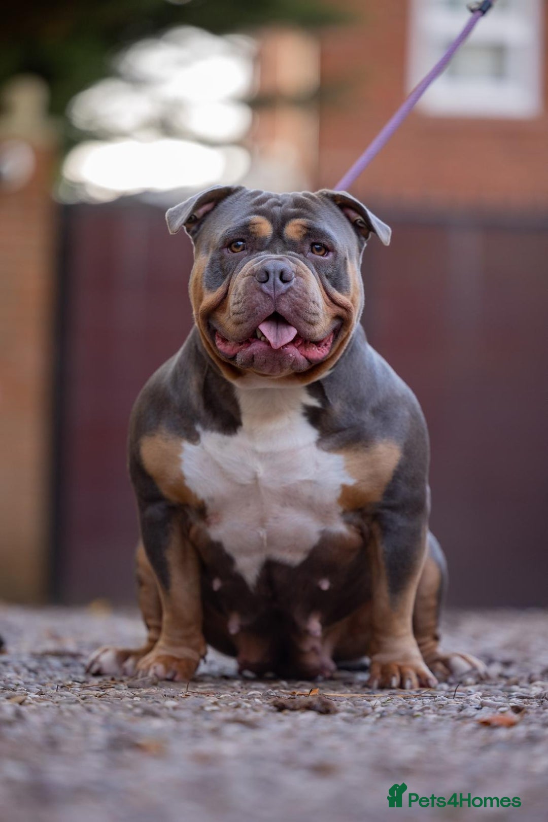 American Bully dogs for sale: 3 year old pocket bully for sale - Image 3