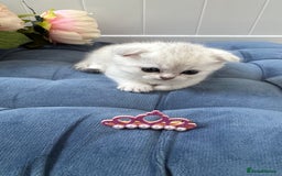 Scottish Fold cats for sale: 2 Scottish Girls  - Image 25