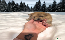 Pomeranian dogs for sale: Teddy Bear poms  - Advert 14