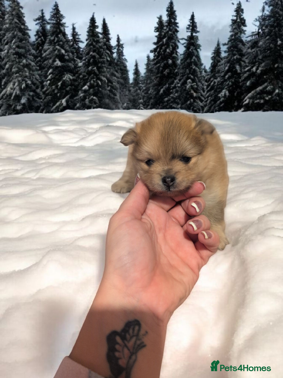 Pomeranian dogs for sale: Teddy Bear poms  - Advert 14