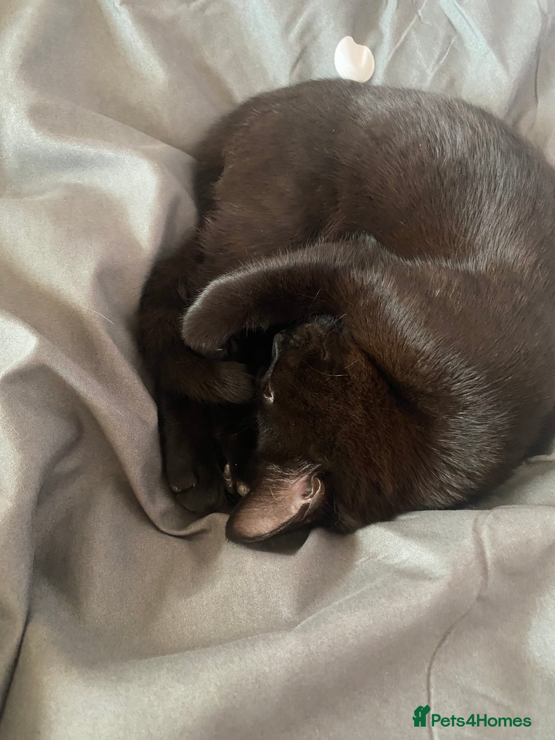 British Shorthair cats for sale: Mother and baby  - Advert 5