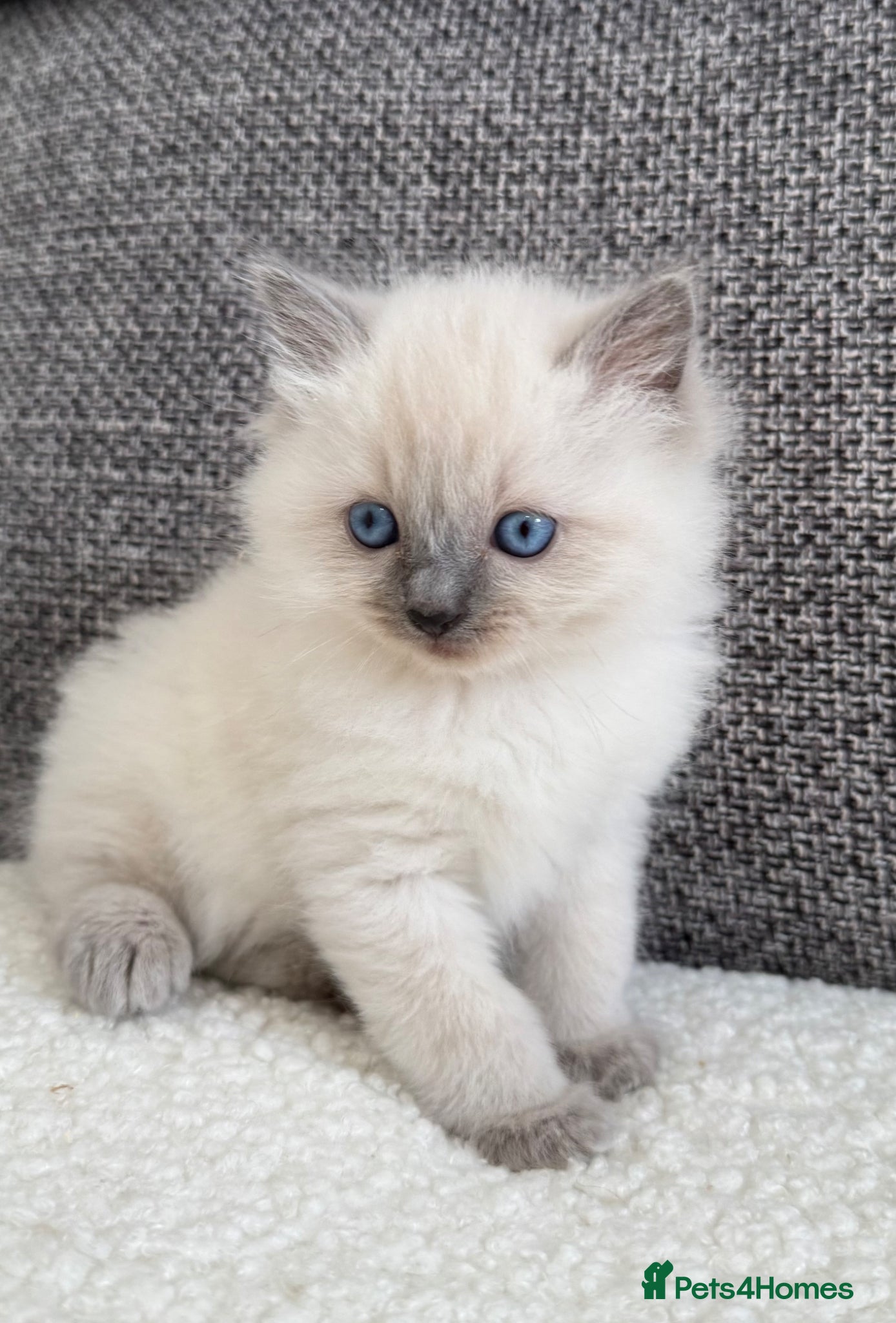 Ragdoll cats LAST 2 REMAINING! Beautiful Litter of Ragdolls - Advert 1