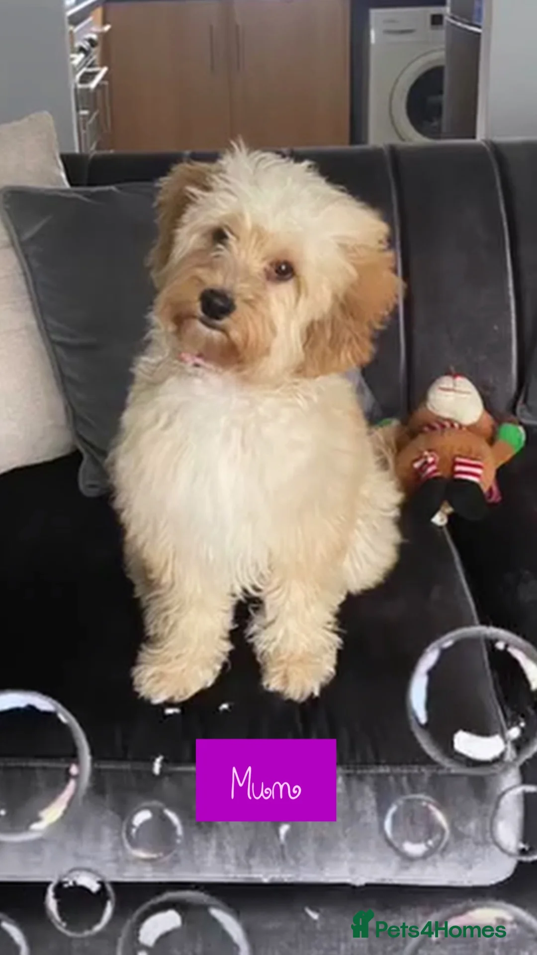 Cavapoo dogs for sale: 2 boys looking for their forever homes  in Liverpool - Advert 10