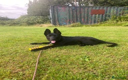 German Shepherd dogs for sale: 4 Month old German Shepherd Puppy for sale - Image 1