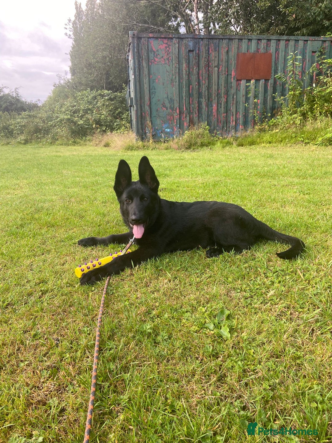 German Shepherd dogs for sale: 4 Month old German Shepherd Puppy for sale - Image 1