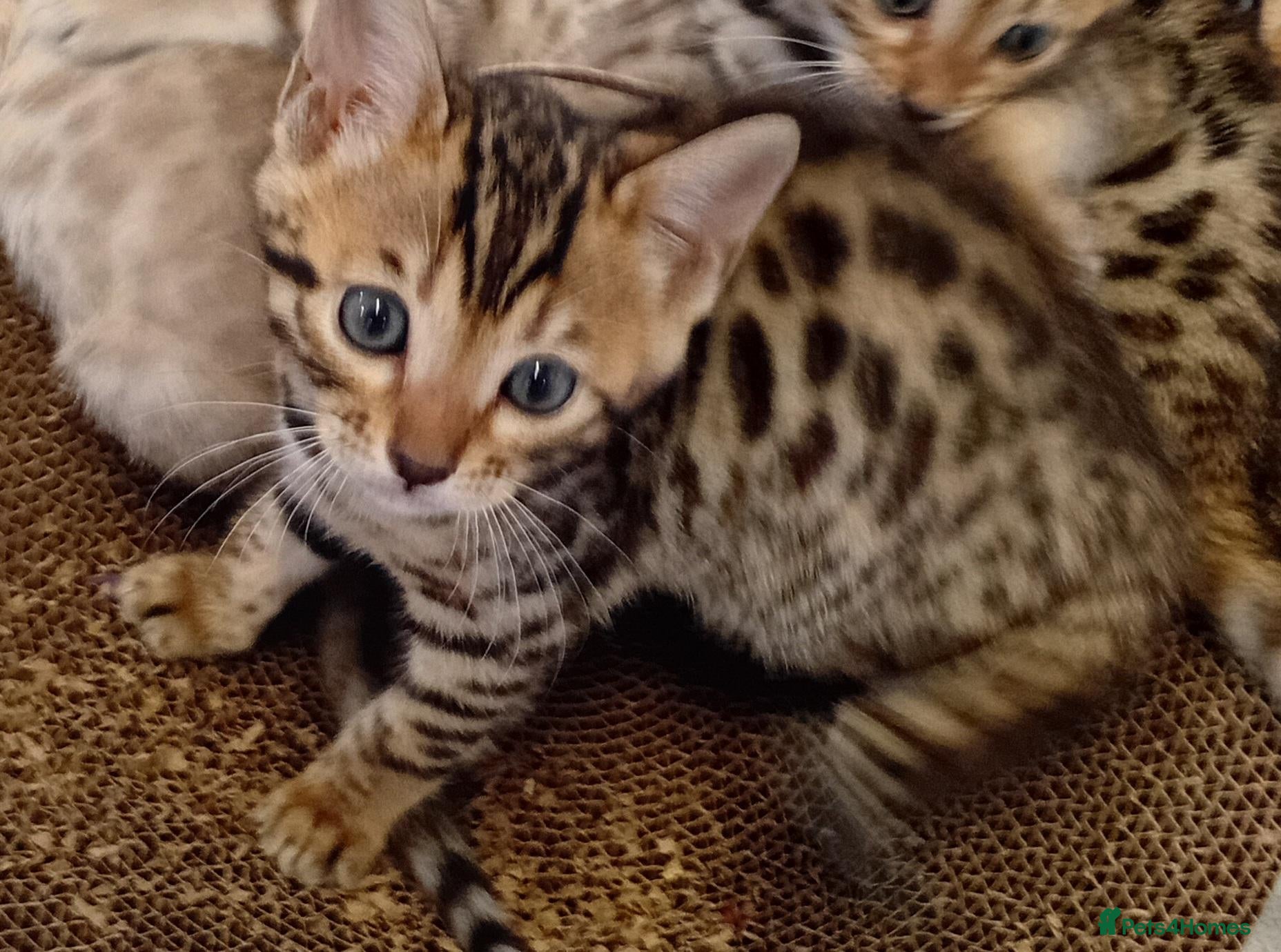 Bengal cats 1 beautiful female full breed bengal  - Advert 16