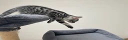 Bengal cats for sale: Bengal X Ready NOW - Advert 17