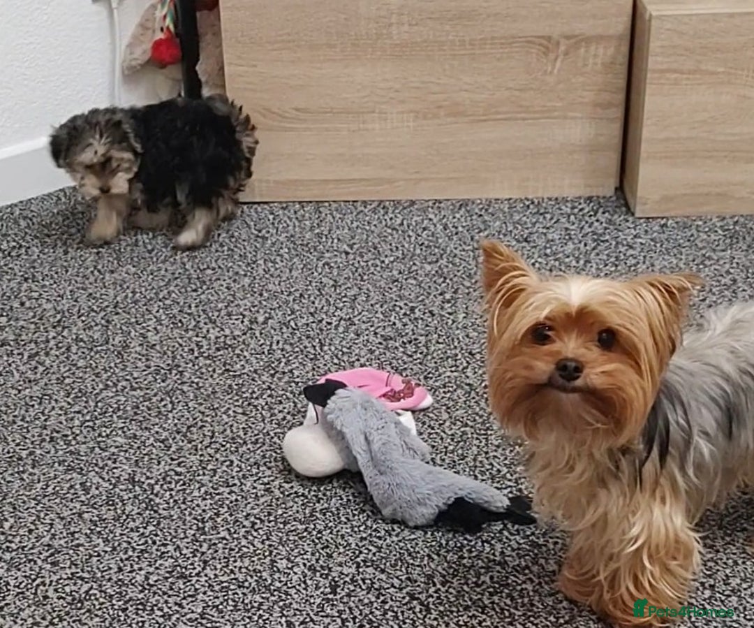 Yorkshire Terrier dogs for sale: Adorable Mini Yorkshire Terrier Puppies - Advert 6