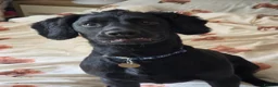 Cocker Spaniel dogs for sale: 8 month old cocker spaniel dog for sale - Advert 2