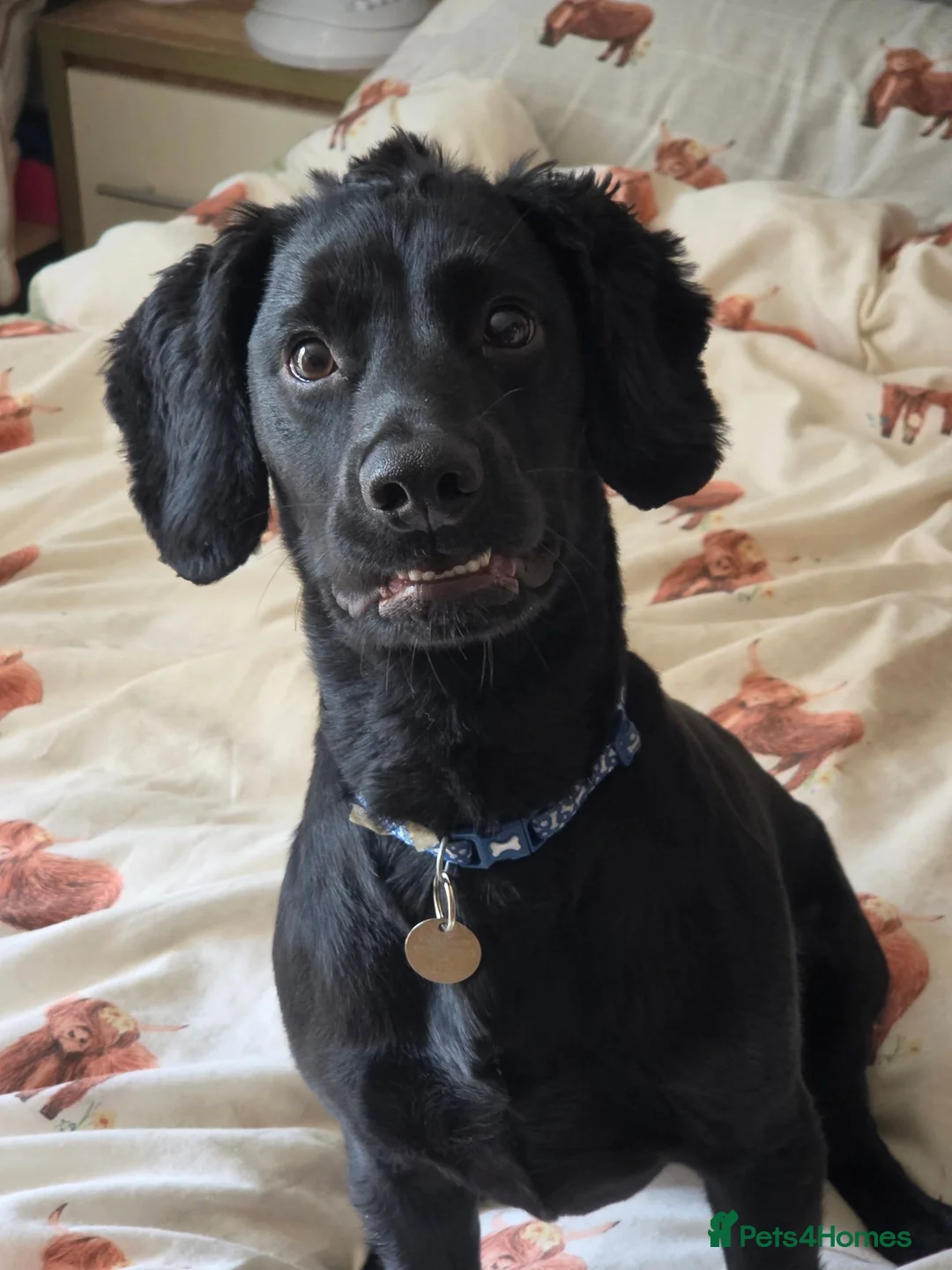 Cocker Spaniel dogs for sale: 8 month old cocker spaniel dog for sale - Advert 2
