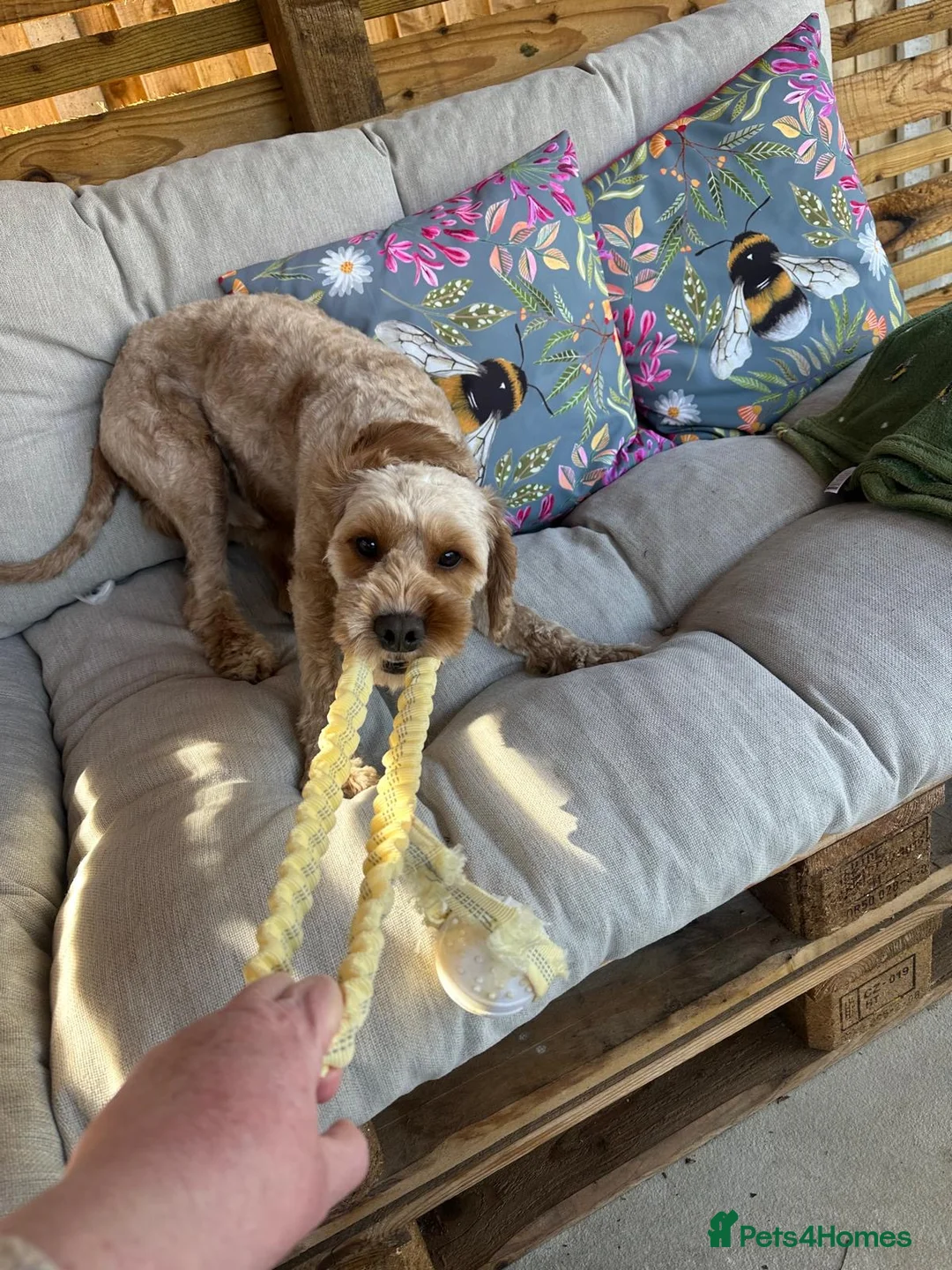 Cockapoo dogs for sale: F1 cockapoo  in Leamington Spa - Advert 6