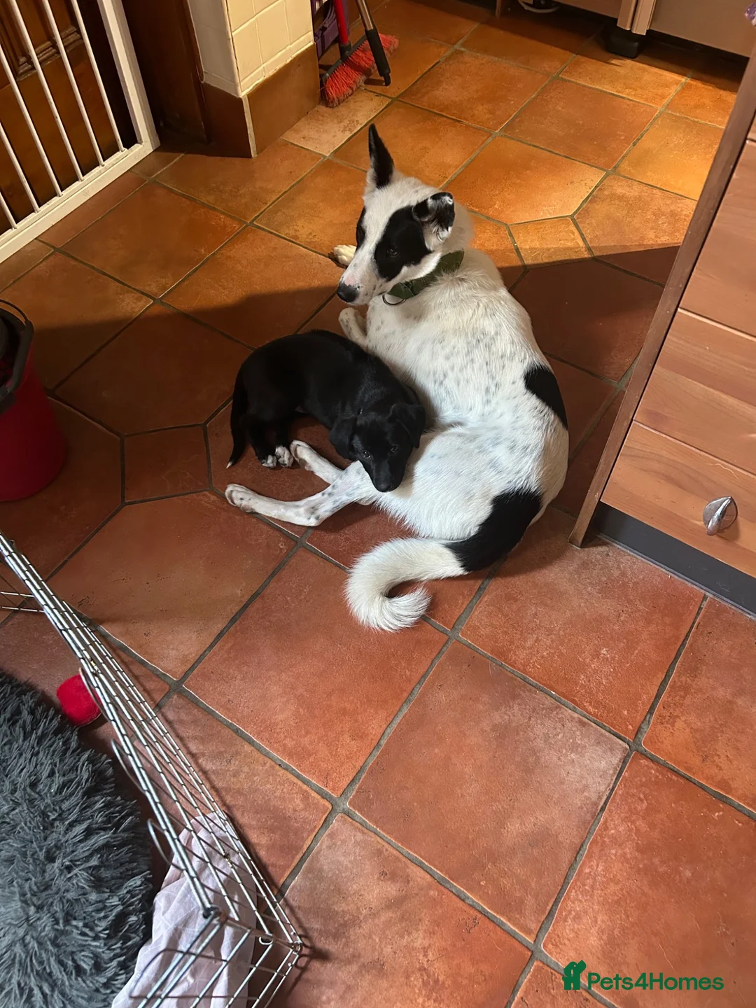 Mixed Breed dogs for sale: Rhodesian Rodgeback X Canaan Dog male puppy - Advert 2
