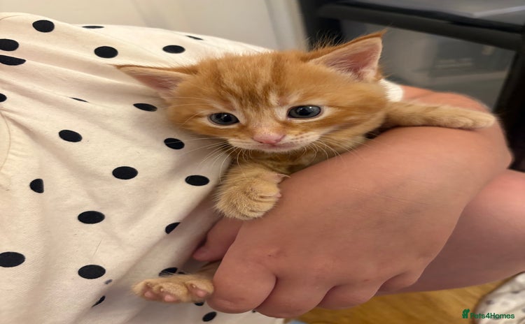 Domestic Shorthair cats - Advert 18