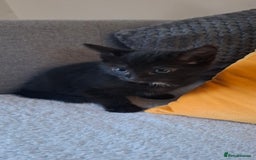 Mixed Breed cats for sale: Shy, but playful kittens - Image 4