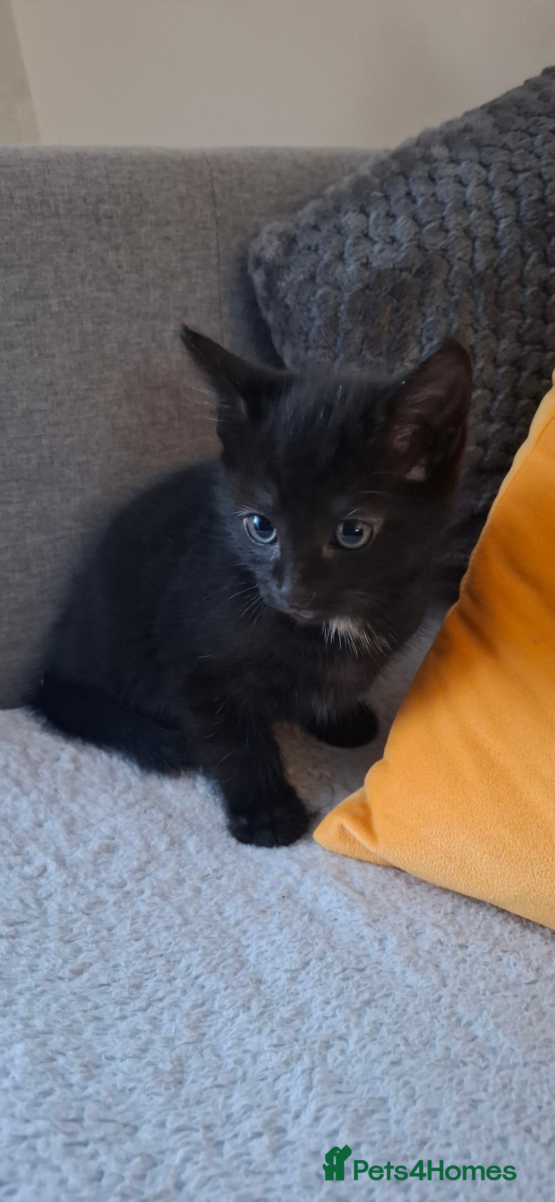 Mixed Breed cats for sale: Shy, but playful kittens - Image 4