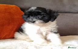 Cockapoo dogs for sale: Best Friend Sofa Companions 🥰 Fully vaccinated  - Image 10