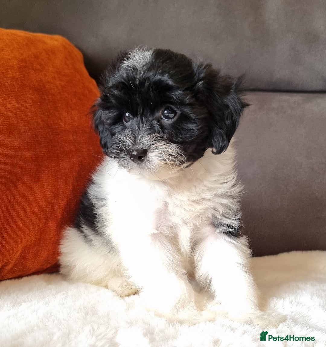Cockapoo dogs for sale: Best Friend Sofa Companions 🥰 Fully vaccinated  - Image 10