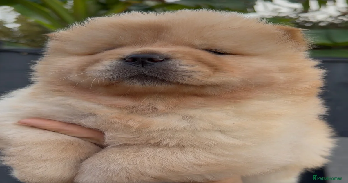 chow-chow-puppies-for-sale-in-england-pets4homes